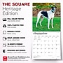 2027 BrownTrout Greyhounds 12" x 12" Monthly Wall Calendar (9798330712502)~#|#~7934BD51-1327-4B64-B17F4918F8C415AE_sc7