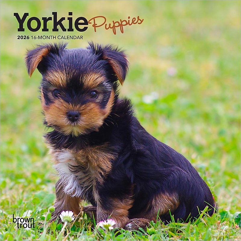 2026 BrownTrout Yorkshire Terrier Puppies 7" x 7" Monthly Wall Calendar (9798330706433) image 1