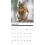 2027 Willow Creek Squirrels 12" x 12" Monthly Wall Calendar, Assorted Colors (62470)~#|#~7940203B-6551-40A0-BB939CD52A138478_sc7