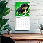 2026 BrownTrout Dachshund Puppies 12" x 12" Monthly Wall Calendar (9798330703098)~#|#~79CD25DE-F15A-4016-98F41E34183C0D7A_sc7