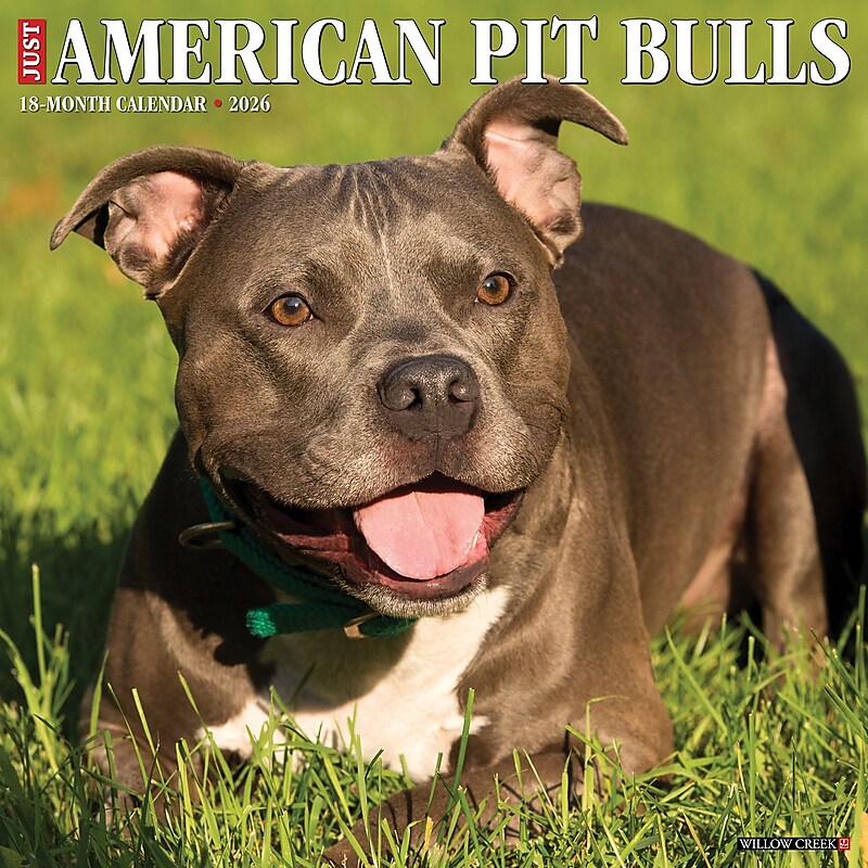 2026 Willow Creek American Pit Bull Terriers 12" x 12" Monthly Wall Calendar (49846) image 1