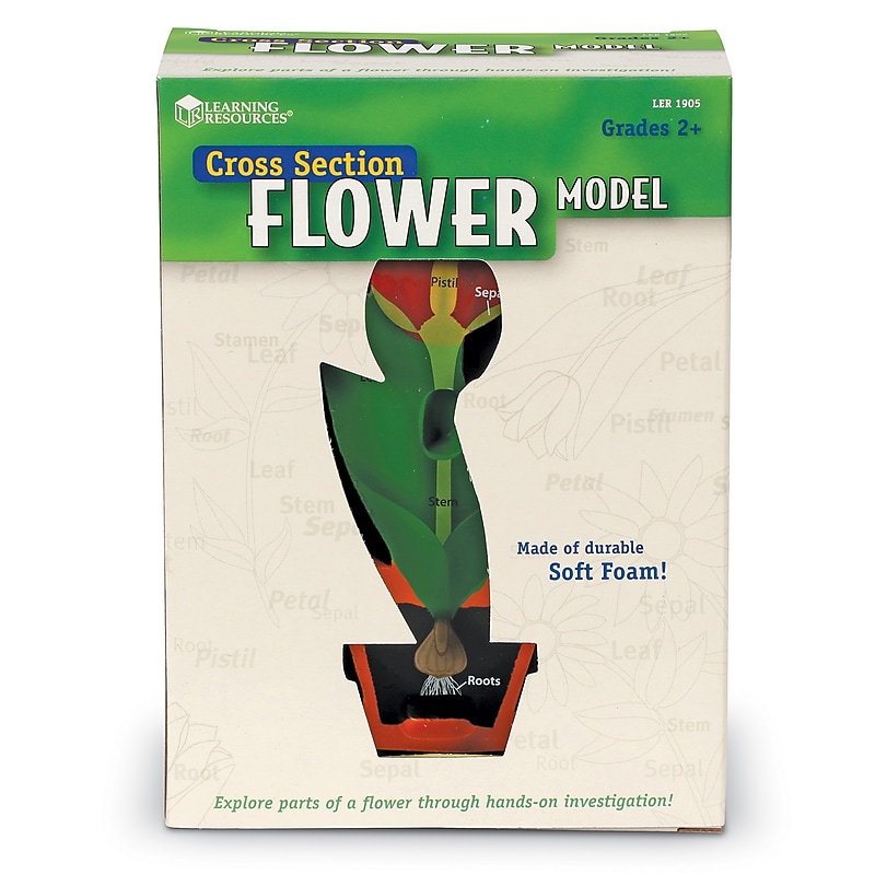 Learning Resources Cross Section Models, Flower (LER1905) image 1