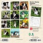 2026 BrownTrout Boston Terrier Puppies 7" x 7" Monthly Wall Calendar (9798330702589)~#|#~7A469330-F358-41AB-86F057BBFAA4E13F_sc7