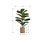 Monarch Specialties Inc. 28" Artificial Fiddle Tree in Basket (I 9505)~#|#~7A6BC54C-CAE8-4F72-A5DCF4AB8FBD6A53_sc7
