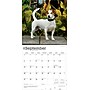 2026 BrownTrout Jack Russell Terriers 12" x 12" Monthly Wall Calendar (9798330703975)~#|#~7A706D1F-7E5B-4A46-A5DF1643014F6222_sc7