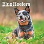 2027 BrownTrout Blue Heelers 7" x 7" Monthly Wall Calendar, Assorted Colors (9798330709908)~#|#~7A9A63CA-9368-4FBF-980CF8E4D3EB503F_sc7