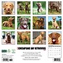 2026 Willow Creek Chesapeake Bay Retrievers 12" x 12" Monthly Wall Calendar (50668)~#|#~7B031836-48CF-4F5A-A0F62370E57A9C24_sc7