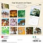 2027 BrownTrout The Majesty of Trees 12" x 12" Monthly Wall Calendar (9798330711574)~#|#~7B99FE66-1C1D-43D4-ABAF2C1E31FAFED7_sc7