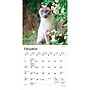 2027 BrownTrout Cat Lovers 7" x 7" Monthly Wall Calendar, Assorted Colors (9798330709717)~#|#~7BFBFEEA-0790-4181-BA1C7B0B995CDFC1_sc7