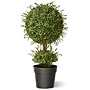 National Tree Company 30" Artificial Mini Tea Leaf One-Ball (LTLM4-705-30)~#|#~7C11A3EE-9FEA-4511-87A2297BF200A85B_sc7
