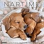 2026 Willow Creek Naptime: Dogs & Puppies on their Best Behavior 12" x 12" Monthly Wall Calendar (52099)~#|#~7C2ADFDF-22B3-4A35-AAC3A4776D6FC9C6_sc7