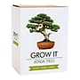 Gift Republic Bonsai Tree Grow Kit (GR200067)~#|#~7C65952F-674E-498A-93965B940E86058B_sc7