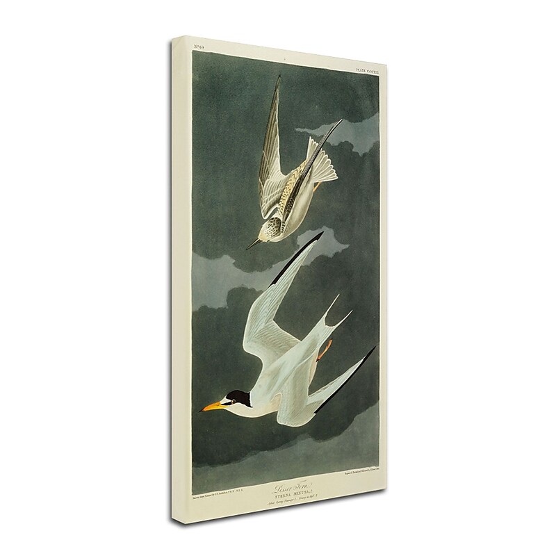 Trademark Fine Art 'Lesser Tern #44; Little Tern' 14" x 24" Canvas Art image 1