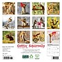 2026 Willow Creek Gettin' Squirrelly 7" x 7" Monthly Wall Calendar (53591)~#|#~7C87943C-B164-4002-A4BAA6246FD98CE5_sc7