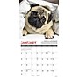 2027 Willow Creek Pug Mugs 7" x 7" Monthly Wall Calendar, Assorted Colors (64160)~#|#~7CDB8FC7-AF66-4378-8172270108FDA915_sc7