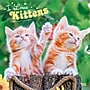 2027 BrownTrout I Love Kittens 12" x 12" Monthly Wall Calendar (9798330711802)~#|#~7CDD8D46-45A5-4397-9BB2A9CB7025CA2B_sc7