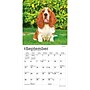 2027 BrownTrout Basset Hounds 7" x 7" Monthly Wall Calendar, Assorted Colors (9798330714094)~#|#~7D23AFD8-737B-483A-9A4728F5B1E729E0_sc7