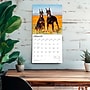2026 BrownTrout Dobermans 12" x 12" Monthly Wall Calendar (9798330703159)~#|#~7D2A80CC-0847-42F4-B84952D9159794C8_sc7