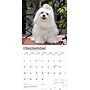 2026 BrownTrout Maltese 12" x 12" Monthly Wall Calendar (9798330707591)~#|#~7D2C66BF-A179-4289-A0B0D17B8E411529_sc7