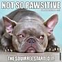 2027 Willow Creek Not So Pawsitive  12" x 12" Monthly Wall Calendar (61572)~#|#~7D422D9B-A48B-4C2B-9F9517D43CB2EF28_sc7