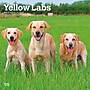 2027 BrownTrout Yellow Labrador Retrievers 12" x 12" Monthly Wall Calendar (9798330712571)~#|#~7D423700-4C0A-4EFC-B484C847C0D7E509_sc7