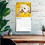 2026 BrownTrout Maltese 12" x 12" Monthly Wall Calendar (9798330707591)~#|#~7DB6AE41-279B-4300-857547330BBAC419_sc7