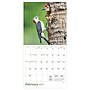 2027 TF Publishing Backyard Birds 12" x 11" Monthly Wall Calendar, Multicolored (27-1033)~#|#~7DC15339-9C9D-4303-8CE031260BE6C19D_sc7