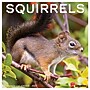 2027 Willow Creek Squirrels 12" x 12" Monthly Wall Calendar, Assorted Colors (62470)~#|#~7DCDF63D-61CA-488B-BB462317E3BE262D_sc7