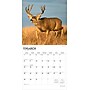 2026 BrownTrout Monster Bucks 12" x 12" Monthly Wall Calendar (9798330704682)~#|#~7DE331BE-B4E4-401B-877C4863FD233C55_sc7
