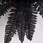 Nearly Natural 19" Artificial Halloween Black Boston Fern, 6/Set (P2199-S6)~#|#~7DF148C9-34CC-404A-885C24709822D367_sc7