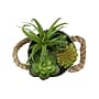 Monarch Specialties Inc. 7" Artificial Succulent Plant in Pot, 2/Set (I 9361)~#|#~7DFD185A-A336-41D0-9D9446E3270E7F3B_sc7