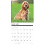 2026 Willow Creek Cocker Spaniels 12" x 12" Monthly Wall Calendar (50781)~#|#~7E1A4A9E-158B-4E75-877CE0C20B4ECFEC_sc7