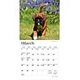 2026 BrownTrout Boxer Puppies 7" x 7" Monthly Wall Calendar (9798330702619)~#|#~7E76ED94-96FF-4B93-A2494048BDDD9637_sc7