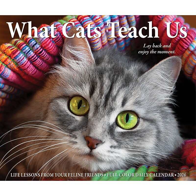 2026 Willow Creek What Cats Teach Us 6.2" x 5.4" Day-to-Day Calendar (54505) image 1