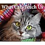 2026 Willow Creek What Cats Teach Us 6.2" x 5.4" Day-to-Day Calendar (54505)~#|#~7E8031D1-7399-4CA4-B8A582E085EA8AE7_sc7