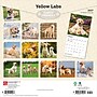 2027 BrownTrout Yellow Labrador Retrievers 12" x 12" Monthly Wall Calendar (9798330712571)~#|#~7EDF00F2-164A-484F-84B5AD4D3BC8BA35_sc7
