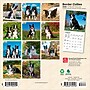 2026 BrownTrout Border Collies 7" x 7" Monthly Wall Calendar (9798330702558)~#|#~7F167A5D-94D3-4883-B0F9EEDE523FC8E4_sc7