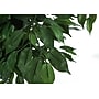 Monarch Specialties Inc. 58" Artificial Ficus Tree in Pot (I 9564)~#|#~7F6CAB2D-9524-42E3-922ADB3F642D3741_sc7