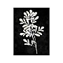 Amanti Art Plant Life White on Black II, Canvas, 23" x 30" (A42675515283)~#|#~7FAC8C59-E5E1-4FBA-B72622C77A40B4E9_sc7