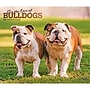 2027 BrownTrout For the Love of Bulldogs 14" x 12" Monthly Wall Calendar, Assorted Colors (9798330714674)~#|#~7FF3B54D-70F8-478D-919054326D621E48_sc7