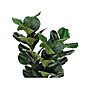 Monarch Specialties Inc. Fiddle-Leaf Fig in Pot (I 9511)~#|#~8018EC7F-F6E0-4228-8911AFF527CCFC24_sc7