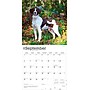 2026 BrownTrout Brittanys 12" x 12" Monthly Wall Calendar (9798330702640)~#|#~806B8F39-013B-46E4-98151846D0C432EA_sc7