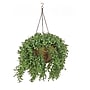 National Tree Company 18" Hanging Argentea Plant (LAR8-702-18HU-1)~#|#~8078C928-C20C-4534-845F7957EB47D2C6_sc7