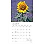 2027 BrownTrout Sunflowers 12" x 12" Monthly Wall Calendar (9798330711352)~#|#~81856FB7-D0E1-46C1-A0BC81B863E3CBB7_sc7