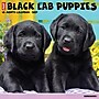 2027 Willow Creek Black Lab Puppies 12" x 12" Monthly Wall Calendar, Assorted Colors (59265)~#|#~81EE3FFB-6330-41B5-8D2A7621DB9AF665_sc7