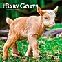 2027 BrownTrout Baby Goats 7" x 7" Monthly Wall Calendar, Assorted Colors (9798330709762)~#|#~821FA346-7EC5-4FDE-84B17BCC9218963E_sc7