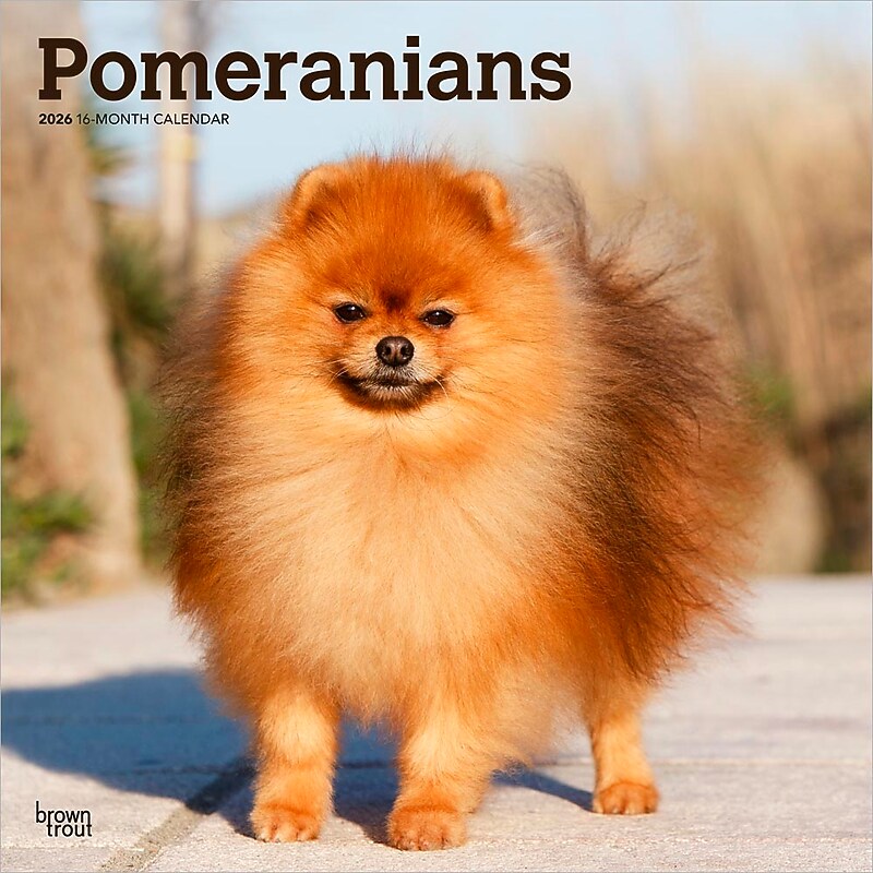 2026 BrownTrout Pomeranians 12" x 12" Monthly Wall Calendar (9798330705153) image 1