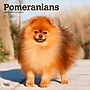2026 BrownTrout Pomeranians 12" x 12" Monthly Wall Calendar (9798330705153)~#|#~8220CCD3-59F1-4A52-B0C3C45B54E39761_sc7