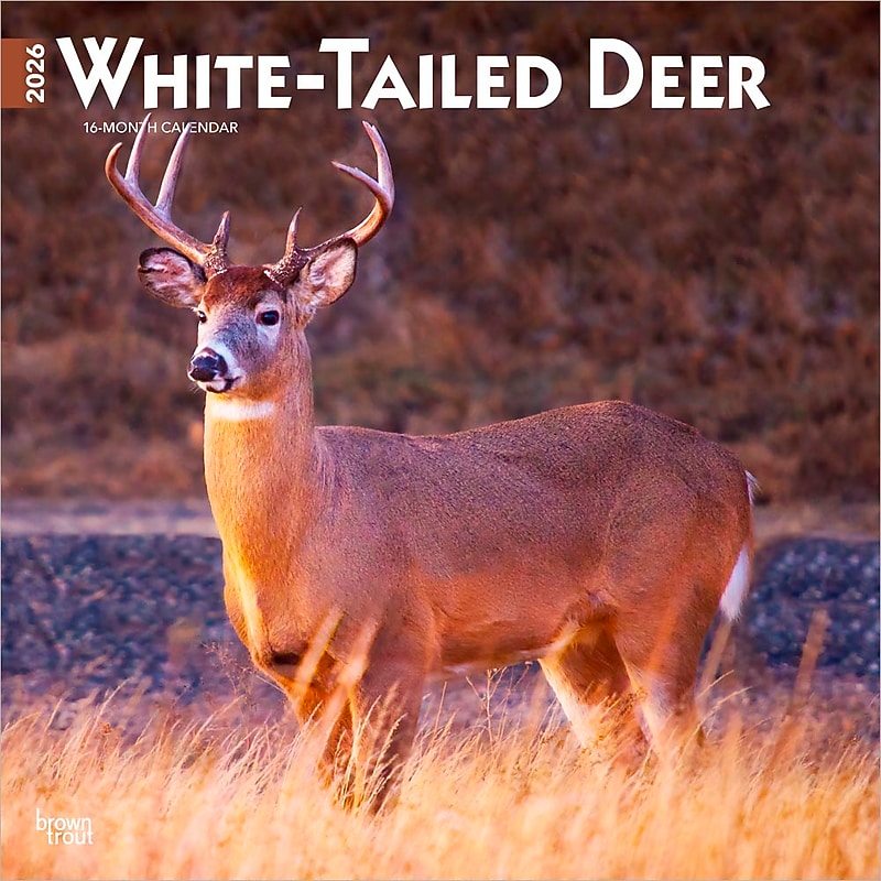 2026 BrownTrout White Tailed Deer 12" x 12" Monthly Wall Calendar (9798330706334) image 1