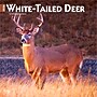 2026 BrownTrout White Tailed Deer 12" x 12" Monthly Wall Calendar (9798330706334)~#|#~8248D2FE-049A-44FA-9A56446FFAF6B5EF_sc7